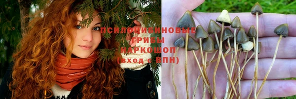PSILOCYBIN Аркадак