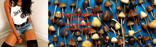 PSILOCYBIN Аркадак